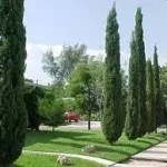 Кипарис голдкрест вілмахвойние (голдкрест) Кипарис голдкрест вілмахвойние