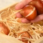 Коли пересаджувати тюльпани
