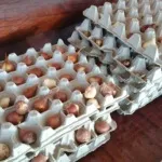 Коли пересаджувати тюльпани