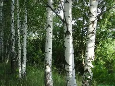 Коли і як правильно садити березу - поради від greensad (правильно садити березу) Коли і як правильно садити березу - поради від greensad