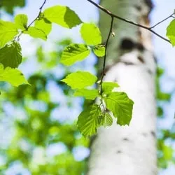 Коли можна посадити березу і як правильно її пересаджувати (посадити) Коли можна посадити березу і як правильно її пересаджувати