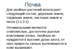Кипарис голдкрест Вілма догляд