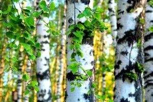 Коли садити березу краще навесні або восени (краще) Коли садити березу краще навесні або восени