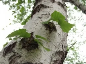 Коли садити березу краще навесні або восени (восени) Коли садити березу краще навесні або восени