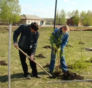 Коли садити березу краще навесні або восени (восени) Коли садити березу краще навесні або восени