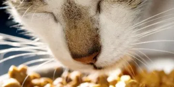 Класифікація кормів для кішок - економ, преміум, холістікі - правильне харчування для вашого кота і кішки (кормів) Класифікація кормів для кішок - економ, преміум, холістікі - правильне харчування для вашого кота і кішки