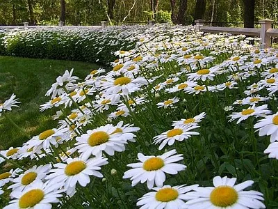 Коли цвітуть ромашки польові, в якому місяці (цвітуть) Коли цвітуть ромашки польові, в якому місяці
