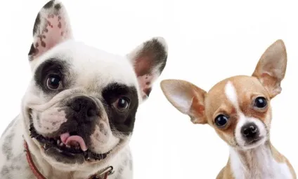 Кінологічний центр - Егіда