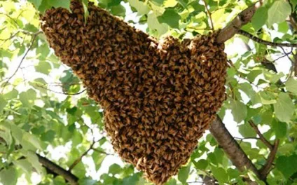 До чого сниться джміль побачити уві сні кусючі комаха або цілий рій (джміль) До чого сниться джміль побачити уві сні кусючі комаха або цілий рій