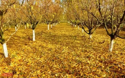 До чого сниться сад, сонник - сад уві сні (гуляти) До чого сниться сад, сонник - сад уві сні
