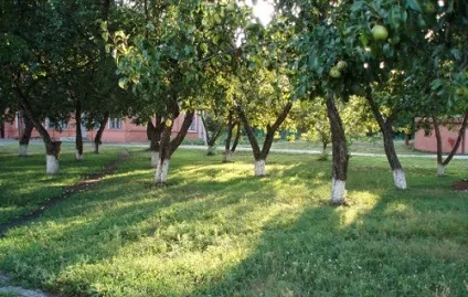 До чого сниться сад, сонник - сад уві сні (плоди) До чого сниться сад, сонник - сад уві сні