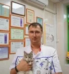 Кішка після стерилізації, догляд, грижа-шишка, наслідки, що робити після операції (догляд) Кішка після стерилізації, догляд, грижа-шишка, наслідки, що робити після операції