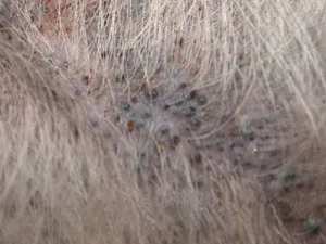 Комедони у собак - причини поразки шкіри при захворюваннях, лікування в москві (комедони) Комедони у собак - причини поразки шкіри при захворюваннях, лікування в москві