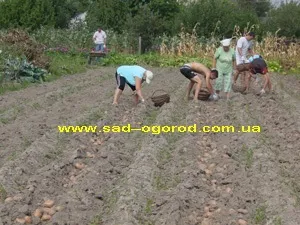 Копаємо картоплю