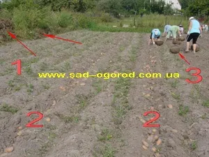 Копаємо картоплю