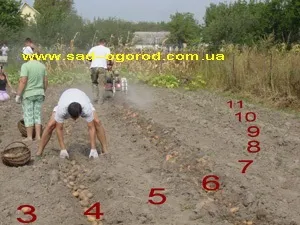 Копаємо картоплю