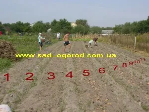 Копаємо картоплю