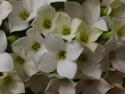 Кімнатний квітка каланхое опис, фото і сорти (Блоссфельда і Мангіна) (каланхое) Кімнатний квітка каланхое опис, фото і сорти (Блоссфельда і Мангіна)