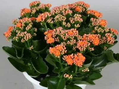 Кімнатний квітка каланхое опис, фото і сорти (Блоссфельда і Мангіна) (квітка) Кімнатний квітка каланхое опис, фото і сорти (Блоссфельда і Мангіна)