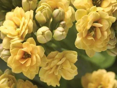 Кімнатний квітка каланхое опис, фото і сорти (Блоссфельда і Мангіна) (квітка) Кімнатний квітка каланхое опис, фото і сорти (Блоссфельда і Мангіна)