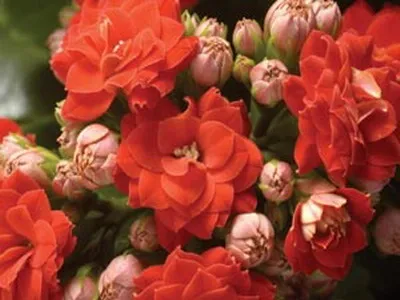 Кімнатний квітка каланхое опис, фото і сорти (Блоссфельда і Мангіна) (сорти) Кімнатний квітка каланхое опис, фото і сорти (Блоссфельда і Мангіна)