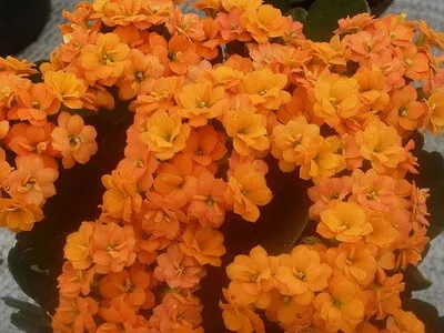 Кімнатний квітка каланхое опис, фото і сорти (Блоссфельда і Мангіна) (квітка) Кімнатний квітка каланхое опис, фото і сорти (Блоссфельда і Мангіна)