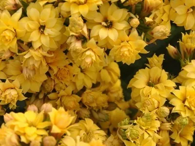 Кімнатний квітка каланхое опис, фото і сорти (Блоссфельда і Мангіна) (кімнатний) Кімнатний квітка каланхое опис, фото і сорти (Блоссфельда і Мангіна)