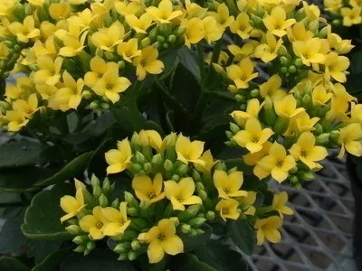 Кімнатний квітка каланхое опис, фото і сорти (Блоссфельда і Мангіна) (кімнатний) Кімнатний квітка каланхое опис, фото і сорти (Блоссфельда і Мангіна)