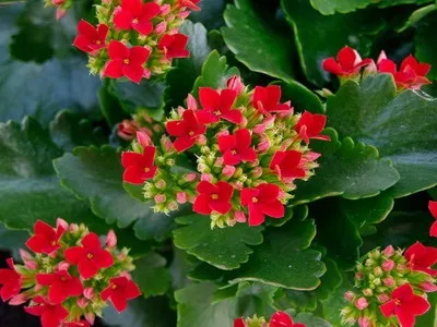 Кімнатний квітка каланхое опис, фото і сорти (Блоссфельда і Мангіна) (кімнатний) Кімнатний квітка каланхое опис, фото і сорти (Блоссфельда і Мангіна)