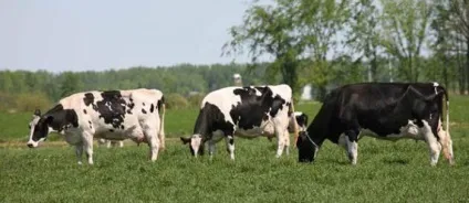 Корови чорно-рябої породи, їх розведення, продуктивність (продуктивність) Корови чорно-рябої породи, їх розведення, продуктивність