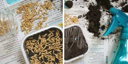 Кішка хоче грати як виростити траву для кота (кота) Кішка хоче грати як виростити траву для кота