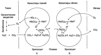 Кооперативні зміни конформації протомеров - студопедія (методичка) Кооперативні зміни конформації протомеров - студопедія