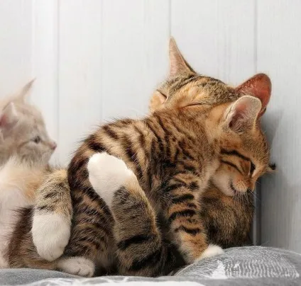 Котяча любов (28 фото) (любов) Котяча любов (28 фото)