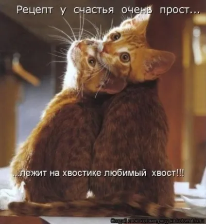 Котяча любов (28 фото) (любов) Котяча любов (28 фото)