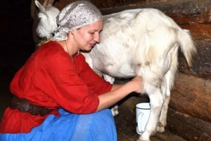 Козівництво для початківців з чого почати новачкові (коза домашня) Козівництво для початківців з чого почати новачкові