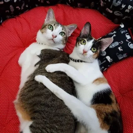 Кот, у якого всього дві лапи, стрибає, як кенгуру! (Якого) Кот, у якого всього дві лапи, стрибає, як кенгуру!