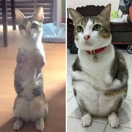 Кот, у якого всього дві лапи, стрибає, як кенгуру! (Лапи) Кот, у якого всього дві лапи, стрибає, як кенгуру!