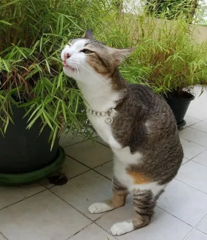 Кот, у якого всього дві лапи, стрибає, як кенгуру! (Кенгуру) Кот, у якого всього дві лапи, стрибає, як кенгуру!
