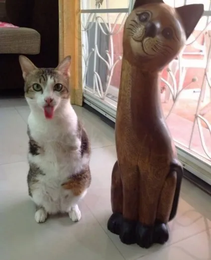 Кот, у якого всього дві лапи, стрибає, як кенгуру! (Лапи) Кот, у якого всього дві лапи, стрибає, як кенгуру!