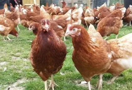 Курячий бізнес в домашніх умовах, вигідно чи ні (вигідно) Курячий бізнес в домашніх умовах, вигідно чи ні