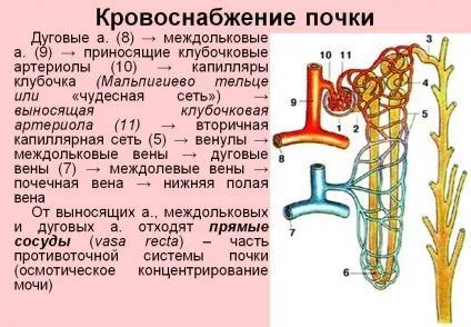 Кровопостачання нирки ниркова артерія і вена, додатковий посудину (кровопостачання) Кровопостачання нирки ниркова артерія і вена, додатковий посудину