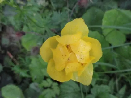 Купальниця європейська опис і фото (купальница) Купальниця європейська опис і фото