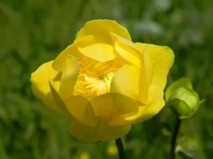 Купальниця європейська опис і фото (опис) Купальниця європейська опис і фото