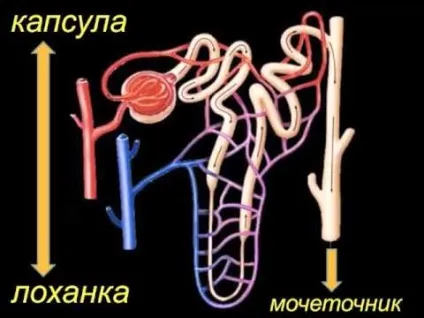 Кровопостачання нирки ниркова артерія і вена, додатковий посудину (вена) Кровопостачання нирки ниркова артерія і вена, додатковий посудину