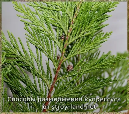Купрессус - догляд в домашніх умовах (догляд купрессусом домашніх) Купрессус - догляд в домашніх умовах