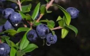 Лікувальні властивості мирта (властивості) Лікувальні властивості мирта