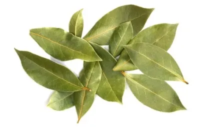 Лавровий лист для особи