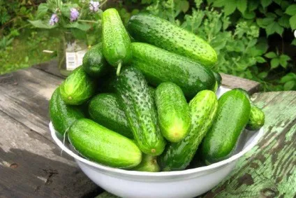 Лікування геморою огірком дію і способи застосування (геморою) Лікування геморою огірком дію і способи застосування