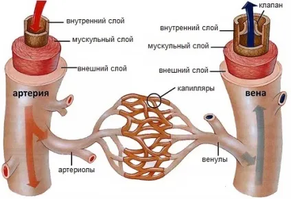 Лікування мастопатії чистотілом дію і ефективні рецепти (лікування) Лікування мастопатії чистотілом дію і ефективні рецепти