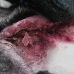 Лікування вушного кліща у кроликів в домашніх умовах і інших хвороб вух народними засобами (кліща) Лікування вушного кліща у кроликів в домашніх умовах і інших хвороб вух народними засобами